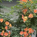 노안카센터 | 7. 31 16:10
