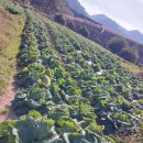 함양 절임배추 판매합니다 이미지