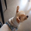 소담동물병원 이미지