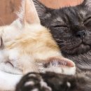 반려동물관리사 이미지