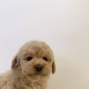 도그아트켄넬 이미지