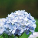 [식물 이야기] 헛꽃만 피게 개량… 산성 정도 따라 파랑·분홍꽃 피죠-수국 이미지