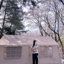 안뜰안 | 4월 벚꽃캠 용인 숲속에 안뜰 오토캠핑장🌸