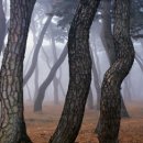 경주숲 1,2 이미지