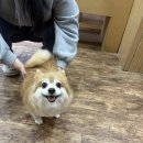 포항애견 이미지