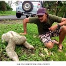 나무늘보 이미지