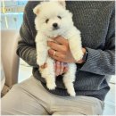 수원고양이분양 드림캣 안심분양센터 | 수원 고양이분양과 강아지분양, 드림캣안심분양센터 정보 가이드