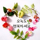 속초다육