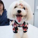 스칸디동물병원 이미지