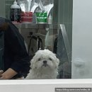 댕로하 | 댕로하 : 역곡역 애견 미용 후기🐕