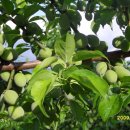 대금농장 이미지