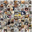 안 수의과병원 | 강아지가슴혹, 악성종양일 확률은 50%에 가깝습니다. &lt;with. 미국 코넬 수의과대학 자료&gt;