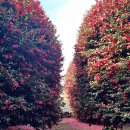 영빈농장 이미지