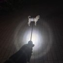 마이몽몽 | 댕댕이 밤산책 필수템 몽몽 LED 강아지 자동목줄