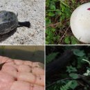 무등산버섯 이미지