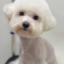 다양하개 이미지