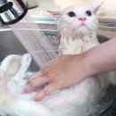 목욕하는고양이 이미지