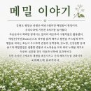 민박사봉평막국수
