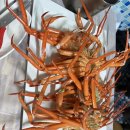 오이소홍게무한리필 | 포항 맛집 오이소 홍게 무한리필 내돈내먹 후기