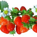 태자농장 이미지