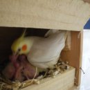 앵무세상 이미지