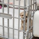 멍가네 | 새로운 가족 댕댕이 '보리' 입양 1일~3일 (2개월 새끼강아지 분양 후기)