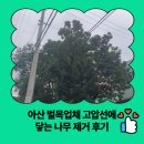 온양경로당 | 아산 벌목업체 고압선에 닿는 나무 제거 후기