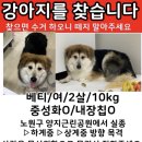 실종된 강아지를 찾습니다. (서울시 노원구) 이미지