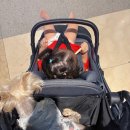 pet55더2666 | 🐶2025 PET&amp;MORE 부산 반려동물 박람회 후기 🐾