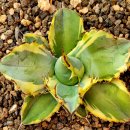 #아가베 블랙앤블루 금 이미지