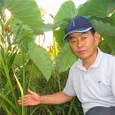 토란주인