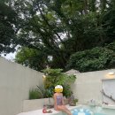 샌드페블 이미지