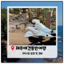 동화파크모텔 | 고흥 녹동항에서 아리온제주 배타고, 내차 타고 강아지랑 제주 여행 다녀온 3박4일 여행 일정 및 비용...