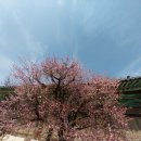 통도사로 이미지