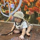 벨루가 | 여수 아기랑 가볼만한 곳 아쿠아플라넷 여수 주차장 꿀팁 입장료 벨루가 후기