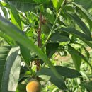 풍원농장 이미지