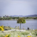 [공지] 경주 바실라카페 샤스타데이지 출사 후기, 포토존과 인물사진 꿀팁
