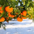 남부농원 | 인간극장 고말선의 사랑 제주 감귤 메밀꿀 농원 주문처 정보