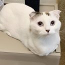 삼십팔점오 이미지