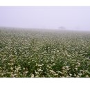 봉평메밀밭 이미지