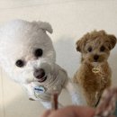 꼬숩당개 이미지