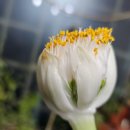 흰털 군자란 만개 이미지