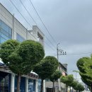 (주)청주교차로 | 청주 하트나무길 l 청주 성안길 하트나무 사진 찍는 곳 주차 정보 및 사진 꿀팁 후기