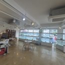 앨리스동물병원 | 포항고양이분양 브리티쉬숏헤어 전문펫샵에서