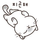 해피캣타운 고양이강아지 서울충무로점 네이버블로그
