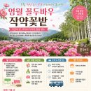 영월한가람영농조합법인 | 5월 강원도영월 작약꽃보러 떠나요~!! 가장 아름다운 꽃 명소