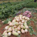 장미네농장 이미지