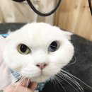 펫바보