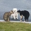 안녕,고양이 이미지