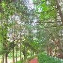 상록아파트산책로 이미지